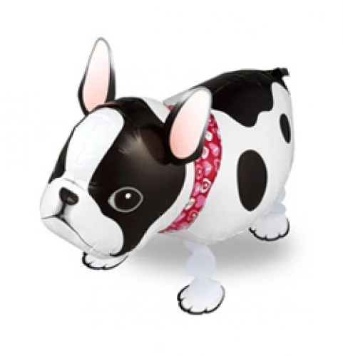 Sétáló francia bulldog fólia lufi