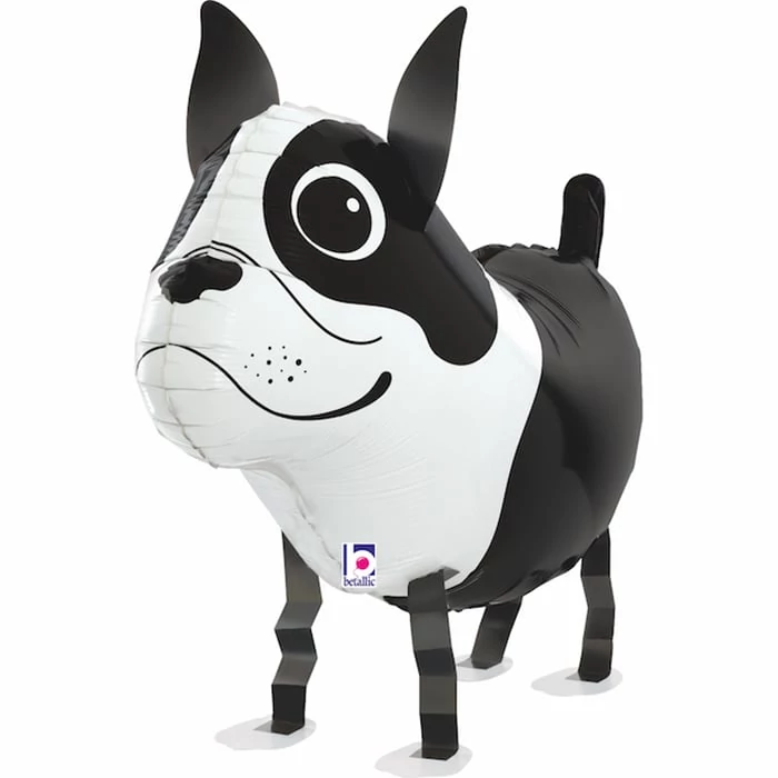 Sétáló Boston Terrier fólia lufi, 48 cm-es